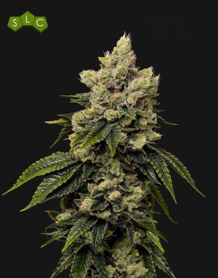 Kush Mintz - Semillas de Marihuana Americanas Feminizadas Baratas