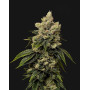 Kush Mintz - Semillas de Marihuana Americanas Feminizadas Baratas