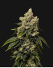 Kush Mintz - Semillas de Marihuana Americanas Feminizadas Baratas