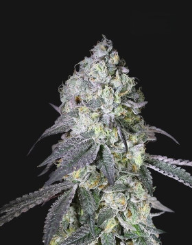 Lemon Bean - Semillas de Marihuana Americanas Feminizadas Baratas