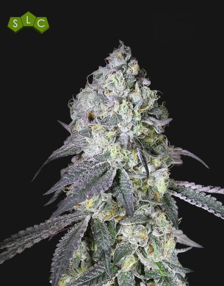 Lemon Bean - Semillas de Marihuana Americanas Feminizadas Baratas
