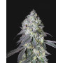 Lemon Bean - Semillas de Marihuana Americanas Feminizadas Baratas