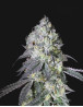 Lemon Bean - Semillas de Marihuana Americanas Feminizadas Baratas