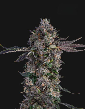 Lemon Cherry Gealato Semillas de Marihuana Americanas Feminizadas