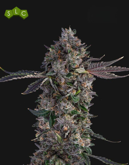 Lemon Cherry Gealato Semillas de Marihuana Americanas Feminizadas