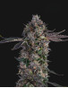 Lemon Cherry Gealato Semillas de Marihuana Americanas Feminizadas