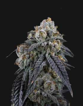 Obama Runtz - Semillas de Marihuana Americanas Feminizadas Baratas
