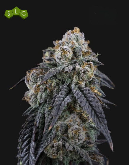 Obama Runtz - Semillas de Marihuana Americanas Feminizadas Baratas