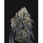 Obama Runtz - Semillas de Marihuana Americanas Feminizadas Baratas