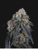 Obama Runtz - Semillas de Marihuana Americanas Feminizadas Baratas