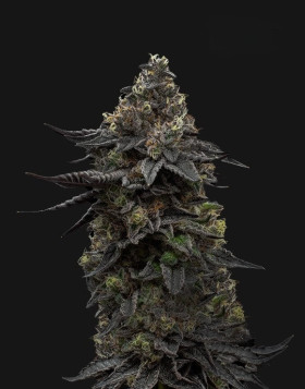 Og Runtz - Semillas de Marihuana Americanas Feminizadas Baratas