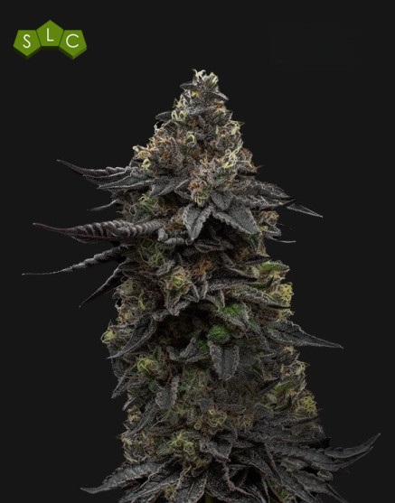 Og Runtz - Semillas de Marihuana Americanas Feminizadas Baratas