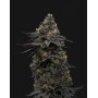 Og Runtz - Semillas de Marihuana Americanas Feminizadas Baratas