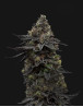 Og Runtz - Semillas de Marihuana Americanas Feminizadas Baratas