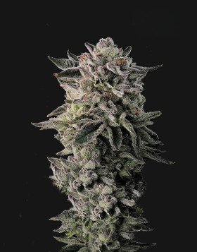 Pluto - Semillas de Marihuana Americanas Feminizadas Baratas
