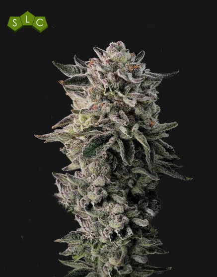 Pluto - Semillas de Marihuana Americanas Feminizadas Baratas