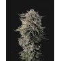Pluto - Semillas de Marihuana Americanas Feminizadas Baratas