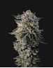 Pluto - Semillas de Marihuana Americanas Feminizadas Baratas