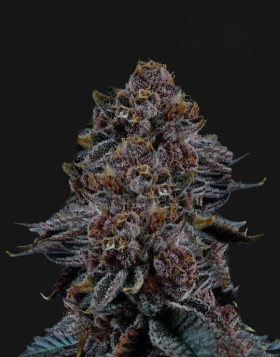 Tropicanna Cherry Semillas de Marihuana Americanas Feminizadas Baratas