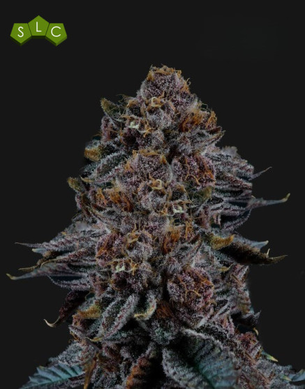 Tropicanna Cherry Semillas de Marihuana Americanas Feminizadas Baratas