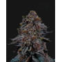 Tropicanna Cherry Semillas de Marihuana Americanas Feminizadas Baratas