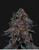 Tropicanna Cherry Semillas de Marihuana Americanas Feminizadas Baratas