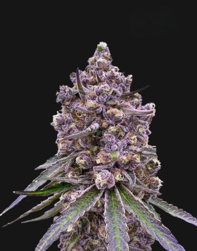 Tropicanna Berry Semillas de Marihuana Americanas Feminizadas Baratas