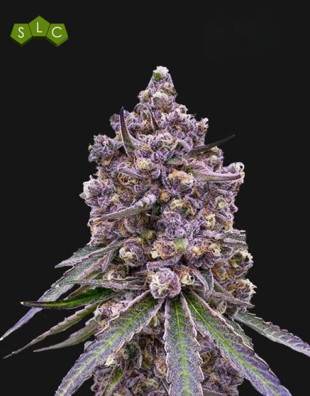 Tropicanna Berry Semillas de Marihuana Americanas Feminizadas Baratas