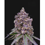 Tropicanna Berry Semillas de Marihuana Americanas Feminizadas Baratas