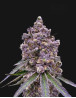 Tropicanna Berry Semillas de Marihuana Americanas Feminizadas Baratas