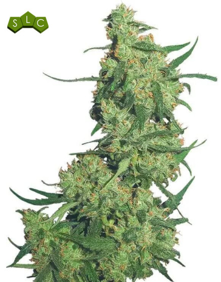 Nepal Kush Feminizada - Por Flying Dutchmen | SemillasLowCost