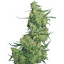Nepal Kush Feminizada - Por Flying Dutchmen | SemillasLowCost