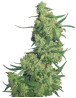 Nepal Kush Feminizada - Por Flying Dutchmen | SemillasLowCost