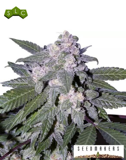 Auto Blue - Marihuana Automática de color Azul - SemillasLowCost