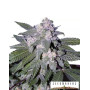 Auto Blue - Marihuana Automática de color Azul - SemillasLowCost