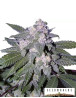 Auto Blue - Marihuana Automática de color Azul - SemillasLowCost