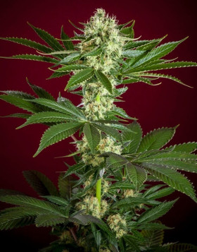 Session Regular - Comprar semillas de Reggae - SemillasLowCost