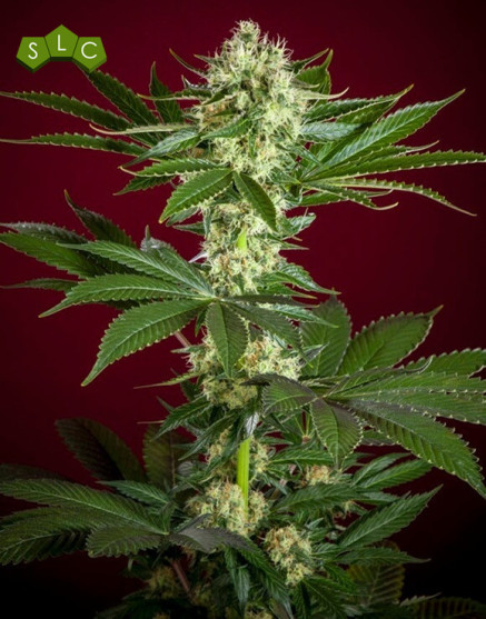 Session Regular - Comprar semillas de Reggae - SemillasLowCost