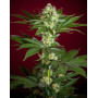 Session Regular - Comprar semillas de Reggae - SemillasLowCost