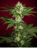 Session Regular - Comprar semillas de Reggae - SemillasLowCost