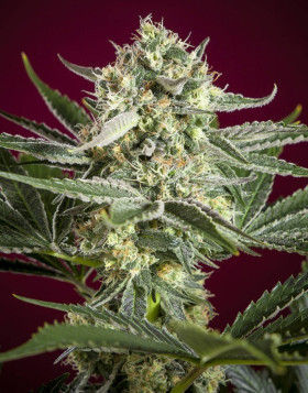 Semillas Revolution Regular - Reggae Seeds - OFERTA SLC