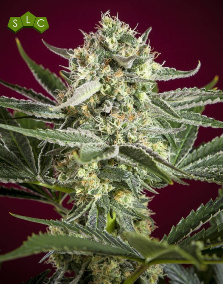 Semillas Revolution Regular - Reggae Seeds - OFERTA SLC
