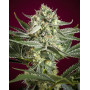 Semillas Revolution Regular - Reggae Seeds - OFERTA SLC