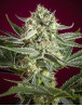 Semillas Revolution Regular - Reggae Seeds - OFERTA SLC
