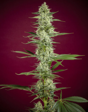 O'Haze Red feminizada (Reggae Seeds) - SemillasLowCost