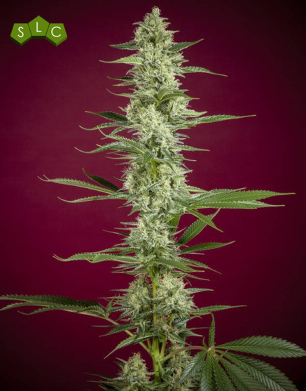 O'Haze Red feminizada (Reggae Seeds) - SemillasLowCost