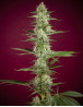 O'Haze Red feminizada (Reggae Seeds) - SemillasLowCost