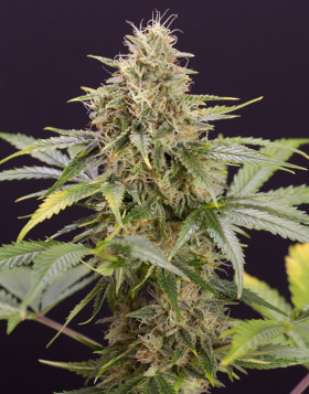 Chocolate Mint OG Auto - Semillas originales | SemillasLowCost