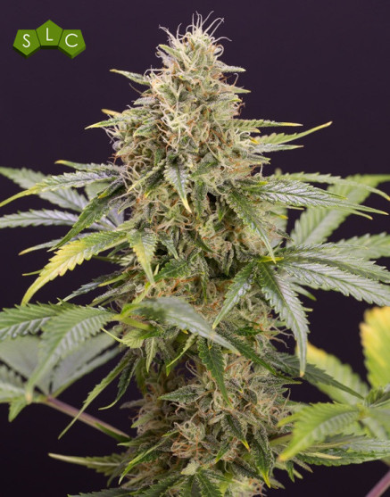 Chocolate Mint OG Auto - Semillas originales | SemillasLowCost