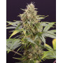 Chocolate Mint OG Auto - Semillas originales | SemillasLowCost